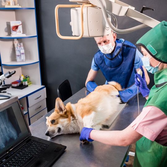 perro siendo revisado en el veterinario