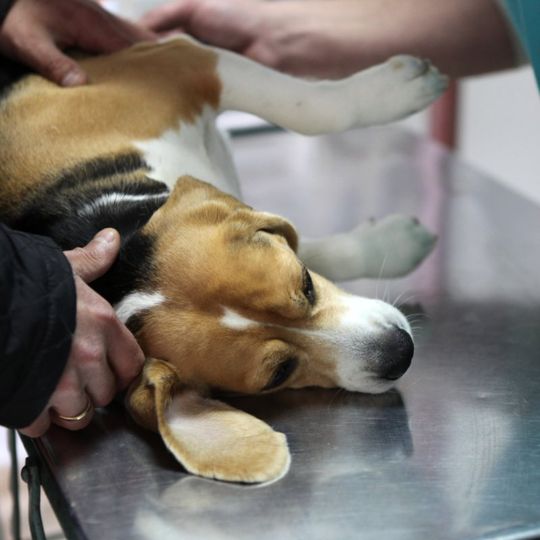 perro siendo revisado en el veterinario