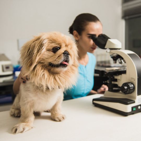 perro en consulta veterinario